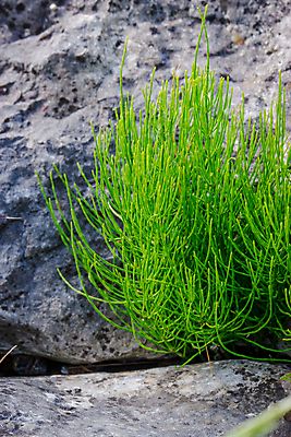 포토 JPG 해외이미지 식물 음식 백그라운드 잎 자연 추상 종류 사람없음 야외 초록색 여름 환경 봄 관목 질감 자연백그라운드 내추럴 해외포토 나무 계절 컬러 무늬 생태계 파일형식 이미지허브