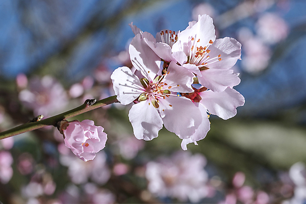 포토 JPG 해외이미지 주간 매달리기 근접촬영 사람없음 야외 아웃포커스 봄 벚꽃 나뭇가지 해외포토 자연요소 나무 계절 꽃 뷰포인트 모션 촬영기법 파일형식 이미지허브