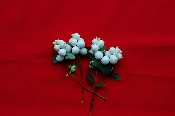 포토 JPG 해외이미지 나무 전통 디자인 배너 계절 열매 행복 백그라운드 컨셉 크리스마스 겨울 자연 벽지 추상 휴가 새로움 새해 아이디어 프레임 사람없음 장식 빨간색 초록색 유행 수확 흰색 나뭇가지 시골 인사 소나무 12월 연도 질감 1월 고립 노엘 가문비나무 카피스페이스 미니멀 해외포토 식물 기념일 감정 컬러 무늬 농업 공백 예절 날짜 생태계 파일형식 이미지허브