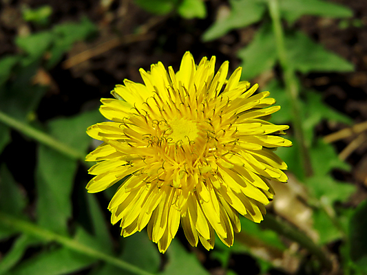 포토 JPG 해외이미지 식물 계절 꽃 백그라운드 잎 밭 자연 사람없음 초록색 노란색 정원 봄 벚꽃 민들레 허브 내추럴 해외포토 컬러 농업 생태계 파일형식 이미지허브