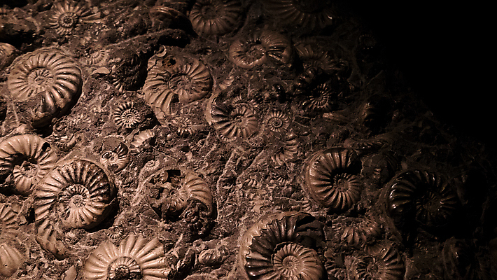 포토 JPG 해외이미지 나무 동물 과학 잎 패턴 자연 사람없음 환경 재활용 에너지 소용돌이 원형 질감 화석 연료 가스 고생물 멸종 멀리 구식 앵무조개 옛날 지질학 쥬라기 해외포토 도형 식물 교육 무늬 조개 생물 회오리 친환경 생태계 파일형식 이미지허브