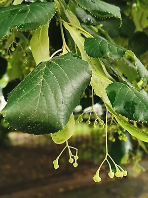 포토 JPG 해외이미지 나무 식물 배너 백그라운드 잎 꽃무늬 채소 오렌지 과일 비즈니스 가족 탁자 조류 추상 오이 주택 매달리기 사람없음 야외 초록색 사무실 알약 파티 에너지 나뭇가지 닫기 작음 큼 브로콜리 사인 먼지 고립 해외포토 동물 꽃 컬러 가구 무늬 관계 모션 이벤트 건물 약 크기 파일형식 이미지허브