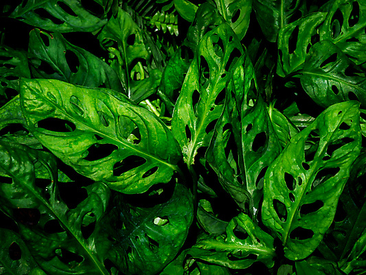 포토 JPG 해외이미지 나무 식물 디자인 화초 백그라운드 컨셉 잎 패턴 자연 벽지 표면 추상 건강 손바닥 미술 동양인 사람없음 초록색 여름 유행 환경 정원 검은색 어둠 봄 수확 성장 신선 청소 에코 유기농 질감 상록수 내추럴 생태학 양치류 그리너리 해외포토 손 웰빙 계절 교육 컬러 무늬 농업 문화예술 인종 생태계 파일형식 트랜드컬러 이미지허브