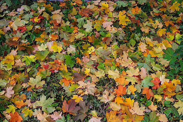 포토 JPG 해외이미지 나무 식물 디자인 계절 백그라운드 단풍 잎 패턴 오렌지 추상 사람없음 야외 빨간색 컬러풀 환경 정원 활발 가을 11월 질감 10월 땅바닥 해외포토 컬러 컨셉 무늬 과일 바닥 날짜 파일형식 이미지허브