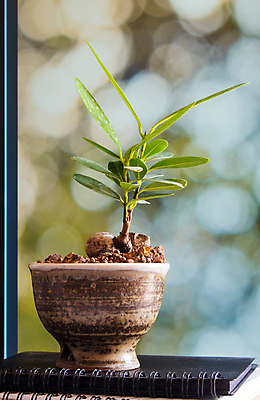 포토 JPG 해외이미지 식물 화초 백그라운드 컨셉 잎 꽃무늬 패턴 자연 사람없음 내부 장식 초록색 성장 흰색 도자기 냄비 작음 원예 질감 월계수 해외포토 꽃 컬러 무늬 취미 솥 크기 생태계 파일형식 이미지허브