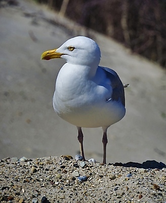 포토 JPG 해외이미지 동물 유럽 야생동물 바다 섬 날개 자연 갈매기 조류 하늘 휴가 해변 사람없음 야외 물 파란색 관광지 자유 흰색 작음 깃털 부리 북쪽 내추럴 동물상 무료 청어 해외포토 자연요소 나라 컬러 여행 컨셉 어류 조형물 크기 방향 생태계 파일형식 이미지허브