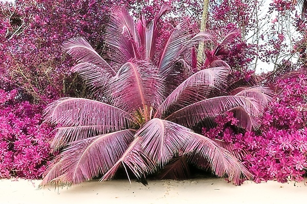 포토 JPG 해외이미지 분홍색 사람없음 야외 야자수 세이셸 야자수잎 해외포토 나무 컬러 잎 아프리카 파일형식 이미지허브