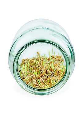 포토 JPG 해외이미지 식물 음식 백그라운드 농업 다이어트 유리 새로움 건강 요리 씨앗 사람없음 초록색 갈색 쌓기 새싹 젖음 성장 흰색 신선 항아리 낟알 시리얼 밀 묘사 유기농 내추럴 고립 해외포토 웰빙 산업 컬러 컨셉 모션 재질 곡류 도자기 파일형식 이미지허브