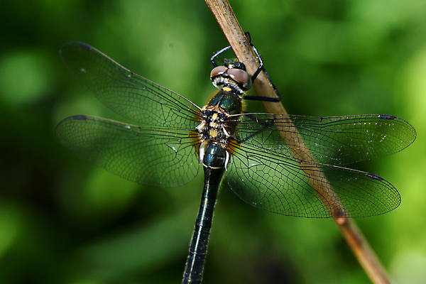 포토 JPG 해외이미지 동물 곤충 자연 사람없음 딱정벌레 해외포토 생태계 파일형식 이미지허브