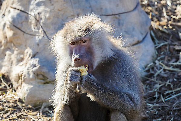 포토 JPG 해외이미지 동물 무기 야생동물 음식 모래 채소 과일 포유류 자연 털 사람없음 야외 갈색 머리 흙 원숭이 입 치아 모피 먹기 배고픔 꼬리 먼지 침팬지 해외포토 컬러 모션 신체부위 소화기관 생태계 파일형식 이미지허브