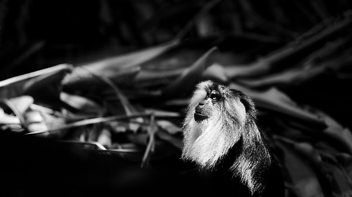 포토 JPG 해외이미지 동물 무기 얼굴 야생동물 잎 포유류 자연 생물 산 수염 털 동물원 종류 앉기 사람없음 머리 환경 검은색 덮개 흰색 나뭇가지 원숭이 관찰 숲 열대우림 모피 꼬리 갈기 유인원 서쪽 이국적 생존 해외포토 나무 식물 컬러 모션 신체부위 뚜껑 방향 생태계 파일형식 이미지허브