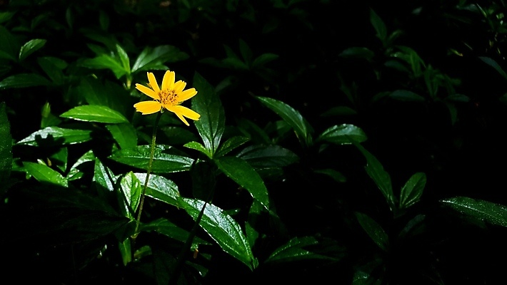 포토 JPG 해외이미지 식물 꽃잎 꽃 잎 꽃무늬 밭 자연 사람없음 야외 초록색 여름 컬러풀 햇빛 노란색 정원 놀람 봄 수확 벚꽃 신선 황금 닫기 데이지 싱가폴 땅바닥 해외포토 계절 감정 아시아 컬러 무늬 농업 모션 바닥 표정 태양 생태계 파일형식 이미지허브