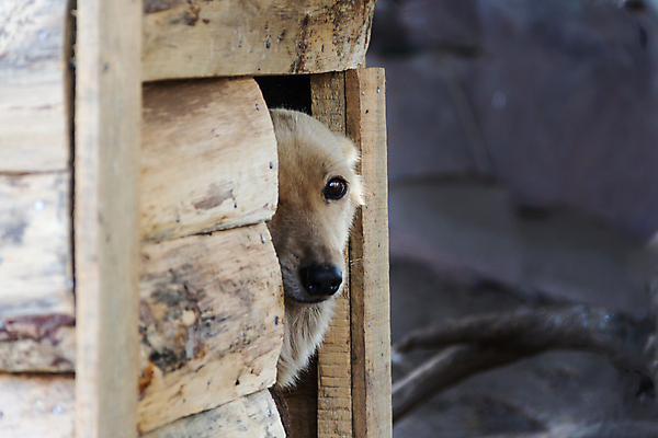 포토 JPG 해외이미지 동물 응시 얼굴 주택 자물쇠 실내 경비 사람없음 목재 반려동물 시골 개 보호 학대 손목시계 송곳니 부스 혼자 해외포토 나무 시선 시계 컨셉 재료 장신구 포유류 안전 내부 건물 신체부위 치아 사회이슈 파일형식 이미지허브