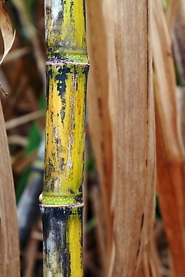 포토 JPG 해외이미지 나무 식물 산업 문화 선 음식 줄기 백그라운드 잎 밭 농업 과일 자연 지팡이 풍경 사람없음 초록색 여름 농장 농경지 환경 주스 에너지 수확 성장 시골 신선 달콤 땅 설탕 유기농 날것 연료 내추럴 바이오 밭일 줄서기 사탕수수 해외포토 웰빙 계절 음료 컬러 모션 맛 생태계 파일형식 이미지허브