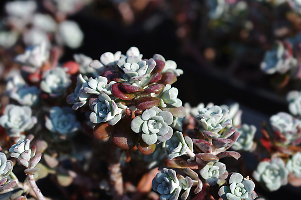 포토 JPG 해외이미지 식물 잎 자연 사람없음 야외 정원 보라색 회색 닫기 상록수 영원 해외포토 컬러 모션 생태계 파일형식 이미지허브