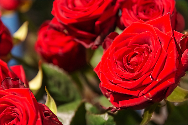 포토 JPG 해외이미지 식물 꽃잎 꽃 행복 꽃다발 결혼 백그라운드 잎 자연 발렌타인데이 선물 사랑 사람없음 장식 빨간색 장미 봄 축하 생일 배열 아로마 슛 열정 2월 해외포토 계절 기념일 감정 컬러 컨셉 데이이벤트 이벤트 날짜 생태계 파일형식 이미지허브