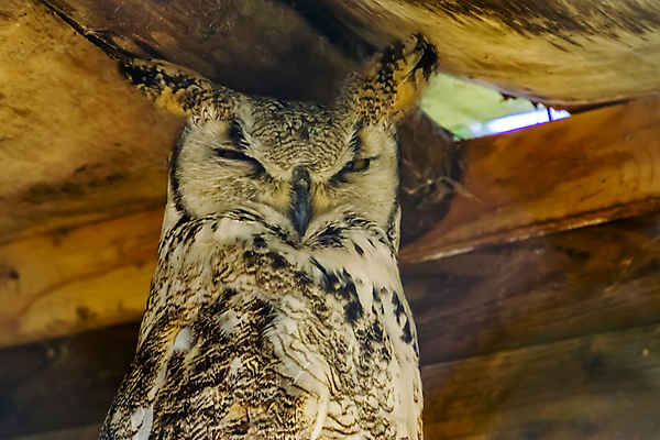 포토 JPG 해외이미지 동물 여자 남자 얼굴 백그라운드 캐나다 자연 조류 뿔 동물원 종류 사람없음 반려동물 머리 미국 호랑이 야간 숲 큼 깃털 부엉이 새장 이국적 인기 진실 해외포토 자연요소 북아메리카 포유류 사람 신체부위 크기 생태계 케이지 파일형식 이미지허브