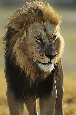 포토 JPG 해외이미지 한마리 야생동물 포유류 아프리카 자연 털 서기 사람없음 야외 닫기 사자 대표 갈기 해외포토 동물 1 나라 모션 생태계 파일형식 이미지허브