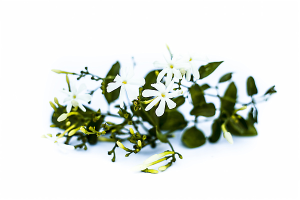 포토 JPG 해외이미지 식물 꽃 백그라운드 잎 자연 유리 건강 사람없음 목재 치료 빨간색 초록색 약 노란색 스파 흰색 투명 약초 인도인 허브 날것 아로마 에센스 추출 해외포토 외국인 나무 컬러 재료 의학 재질 동양인 화장품 풀_식물 생태계 파일형식 이미지허브