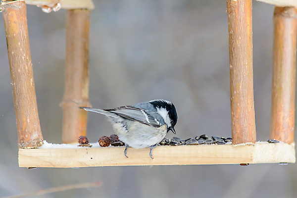 포토 JPG 해외이미지 동물 계절 공원 야생동물 음식 백그라운드 겨울 날개 자연 조류 날씨 씨앗 사람없음 야외 환경 정원 냉동 추위 숲 작음 먹이 낟알 깃털 생물학 꼬리 서리 부리 내추럴 동물상 수수 수유 눈내림 해외포토 식물 공공시설 교육 눈_날씨 조형물 크기 생태계 파일형식 이미지허브