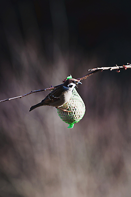 포토 JPG 해외이미지 나무 동물 1 응시 계절 남자 유럽 야생동물 음식 백그라운드 겨울 자연 조류 주택 앉기 사람없음 야외 컬러풀 정원 나뭇가지 닫기 작음 배고픔 싱글 참새 내추럴 동물상 섞기 수유 해외포토 식물 시선 나라 컬러 모션 사람 건물 조형물 크기 생태계 파일형식 이미지허브