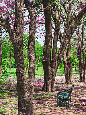 포토 JPG 해외이미지 주간 나무 공원 벤치 태국 자연 풍경 사람없음 야외 봄 벚꽃 방콕 해외포토 자연요소 식물 계절 공공시설 꽃 아시아 의자 생태계 파일형식 이미지허브