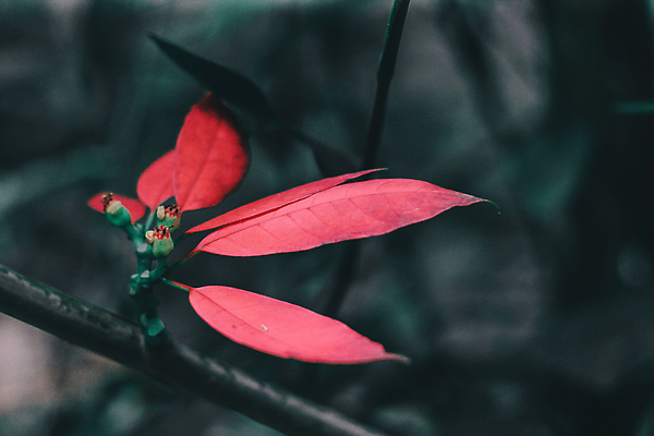 포토 JPG 해외이미지 나무 식물 디자인 계절 꽃잎 꽃 분홍색 백그라운드 단풍 잎 꽃무늬 패턴 오렌지 자연 벽지 추상 사람없음 야외 장식 빨간색 초록색 여름 컬러풀 갈색 노란색 정원 봄 활발 벚꽃 가을 흰색 나뭇가지 신선 변화 황금 숲 질감 내추럴 해외포토 컬러 컨셉 무늬 과일 생태계 파일형식 이미지허브