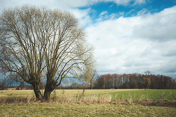 포토 JPG 해외이미지 나무 구름 1 길 백그라운드 밭 자연 하늘 왕관 풍경 사람없음 목재 초록색 봄 나뭇가지 시골 큼 버드나무 싱글 옛날 혼자 해외포토 자연요소 식물 계절 컬러 농업 재료 크기 생태계 파일형식 이미지허브