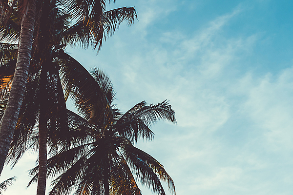 포토 JPG 해외이미지 주간 구름 하늘 사람없음 야외 여름 야자수 여름풍경 해외포토 자연요소 나무 계절 풍경 파일형식 여름_계절 이미지허브