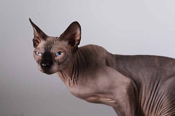 포토 JPG 해외이미지 한마리 응시 회색배경 실내 사람없음 반려동물 귀여움 고양이 스핑크스고양이 반려묘 해외포토 동물 1 시선 백그라운드 컨셉 포유류 내부 회색 파일형식 이미지허브