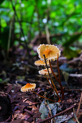 포토 JPG 해외이미지 식물 계절 공원 아시아 여행 백그라운드 컨셉 잎 꽃무늬 오렌지 부분 자연 바닥 사람없음 야외 목재 장식 빨간색 빛 환경 버섯 흙 봄 젖음 흰색 시골 그룹 닫기 선택 숲 작음 수분 유기농 질감 내추럴 블러 썩음 옛날 해외포토 나무 웰빙 공공시설 꽃 나라 컬러 무늬 과일 재료 모션 크기 생태계 파일형식 이미지허브