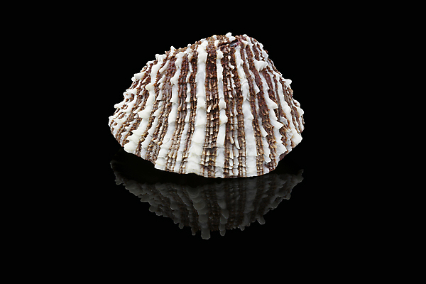 포토 JPG 해외이미지 모양 동물 1 디자인 교육 야생동물 바다 과학 신체 자연 조개 바닥 연체동물 종류 사람없음 장식 컬러풀 갈색 검은색 껍질 흰색 머리빗 만 즐거움 싱글 질감 아라비아 아랍에미리트 고립 두바이 파스텔톤 혼자 해외포토 감정 컬러 중동 어패류 무척추동물 미용용품 생태계 파일형식 이미지허브