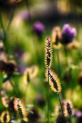 포토 JPG 해외이미지 식물 계절 꽃 백그라운드 밭 농업 자연 날씨 따뜻함 풍경 사람없음 야외 초록색 여름 빛 햇빛 태양 노란색 광선 가을 황금 9월 내추럴 해외포토 자연요소 산업 컬러 날짜 생태계 파일형식 이미지허브