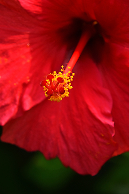 포토 JPG 해외이미지 자연 사람없음 야외 빨간색 히비스커스 해외포토 꽃 컬러 생태계 파일형식 이미지허브
