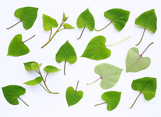 포토 JPG 해외이미지 실내 사람없음 흰배경 고구마잎 해외포토 백그라운드 잎 내부 흰색 파일형식 이미지허브