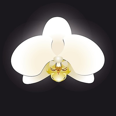 EPS 해외이미지 식물 꽃잎 꽃 줄기 분홍색 백그라운드 잎 꽃무늬 일러스트 자연 사랑 동양인 장식 빛 컬러풀 노란색 머리 우주 정원 보라색 검은색 봄 벚꽃 흰색 나뭇가지 신선 개화 난초 우아함 제비꽃 심볼 묘사 그림 호접란 내추럴 고립 해외일러스트 나무 계절 감정 컬러 컨셉 무늬 인종 신체부위 생태계 파일형식 벡터 이미지허브