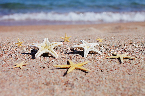 포토 JPG 해외이미지 주간 모래 불가사리 해변 사람없음 야외 해외포토 자연요소 바다 극피동물 파일형식 이미지허브