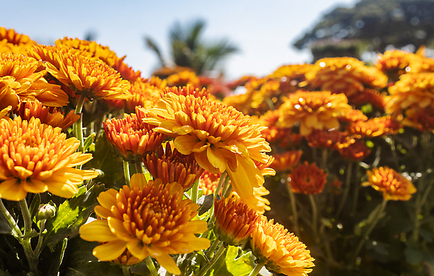 포토 JPG 해외이미지 식물 디자인 꽃잎 꽃 꽃다발 잎 꽃무늬 패턴 오렌지 자연 휴식 국화 사람없음 장식 초록색 여름 컬러풀 노란색 귀여움 정원 봄 벚꽃 가을 나뭇가지 신선 닫기 달콤 내추럴 해외포토 나무 계절 컬러 컨셉 무늬 과일 모션 맛 생태계 파일형식 이미지허브