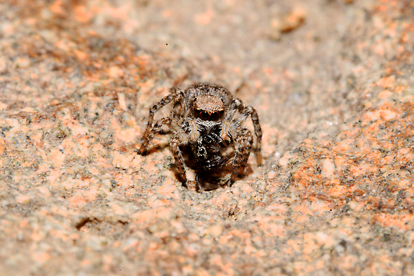 포토 JPG 해외이미지 동물 곤충 자연 사람없음 딱정벌레 육식동물 거미 해외포토 생태계 파일형식 이미지허브