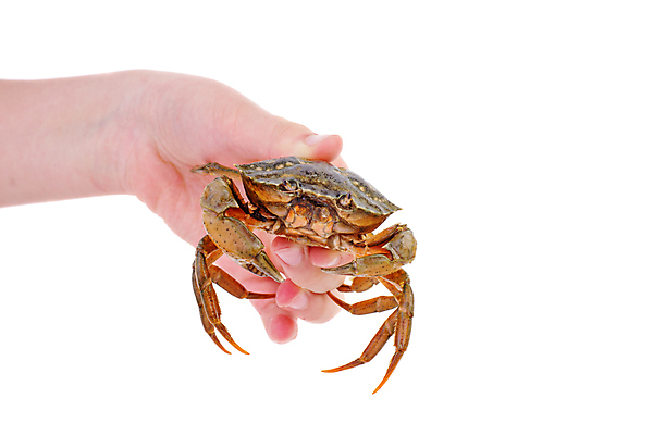 포토 JPG 해외이미지 동물 1 손 음식 바다 손가락 조개 손바닥 갑각류 사람 사람없음 게 껍질 흰색 잡기 해산물 싱글 주기 날것 고립 집게발 생존 해외포토 컬러 모션 어패류 신체부위 파일형식 이미지허브