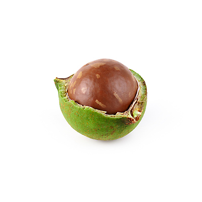 포토 JPG 해외이미지 단면 실내 사람없음 껍질 흰배경 한알 마카다미아 해외포토 1 백그라운드 내부 견과류 흰색 파일형식 이미지허브