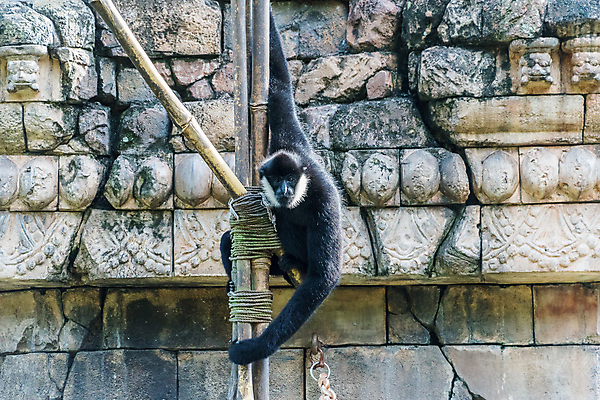 포토 JPG 해외이미지 동물 여자 얼굴 야생동물 포유류 자연 성인 사람없음 초록색 검은색 흰색 원숭이 북쪽 멸종 유인원 배려 해외포토 컬러 사람 신체부위 방향 생태계 파일형식 이미지허브
