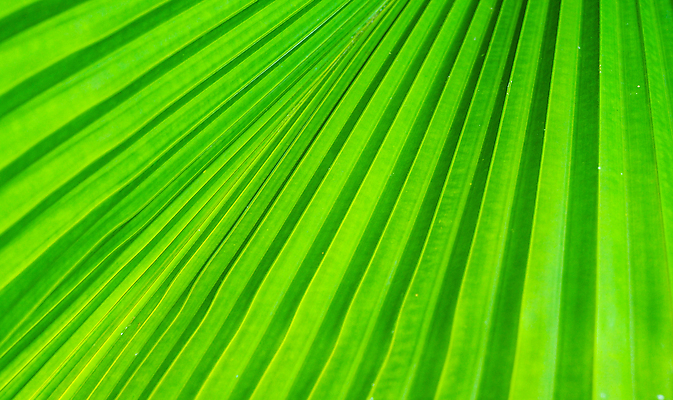 포토 JPG 해외이미지 식물 템플릿 디자인 배너 계절 백그라운드 잎 패턴 자연 벽지 추상 프레임 손바닥 미술 사람없음 목재 그래픽 초록색 빛 평화 우주 환경 정원 봄 성장 나뭇가지 신선 숲 허브 유기농 질감 내추럴 광 생태학 엘리먼트 해외포토 나무 손 웰빙 교육 컬러 컨셉 무늬 재료 문화예술 생태계 파일형식 이미지허브