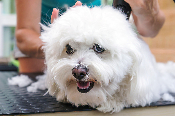 포토 JPG 해외이미지 손 탁자 털 실내 근접촬영 신체부위 반려동물 개 테리어 돌봄 애견미용 해외포토 동물 뷰포인트 가구 포유류 모션 사람 내부 뷰티 파일형식 이미지허브