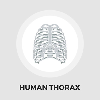 EPS 해외이미지 모델 과학 신체 일러스트 해부 뼈 골격 건강 사람 그래픽 약 고통 척추 오브젝트 생물학 새장 갈비뼈 궤 해외일러스트 교육 감정 의학 케이지 파일형식 벡터 이미지허브