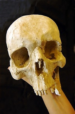 포토 JPG 해외이미지 모양 신체 해부 뼈 골격 건강 사람 사람없음 신체부위 머리 죽음 이별 묘사 애도 장례 장례식 해골모형 해외포토 컨셉 의학 모형 파일형식 이미지허브