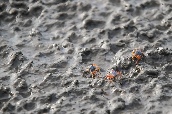 포토 JPG 해외이미지 동물 야생동물 모래 파도 바다 여행 백그라운드 패턴 공 자연 조류 표면 추상 주택 사람없음 야외 물 모래사장 젖음 게 원형 구멍 유령 작음 묘사 질감 내추럴 그런지 해외포토 자연요소 도형 무늬 갑각류 건물 크기 생태계 파일형식 이미지허브
