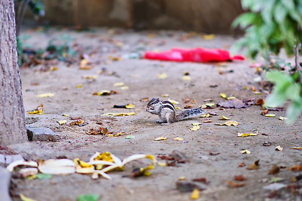 포토 JPG 해외이미지 나무 식물 동물 공원 아시아 야생동물 백그라운드 포유류 자연 털 종류 손바닥 사람없음 야외 목재 초록색 환경 정원 줄무늬 도시 설치류 숲 작음 인도인 묘사 꼬리 다람쥐 북쪽 서식지 내추럴 동물상 해외포토 외국인 손 공공시설 나라 컬러 무늬 재료 동양인 조형물 크기 방향 생태계 파일형식 이미지허브