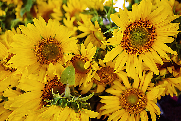 포토 JPG 해외이미지 식물 계절 꽃잎 꽃 행복 음식 줄기 잎 꽃무늬 농업 자연 해바라기 씨앗 사람없음 여름 빛 햇빛 노란색 머리 환경 성장 벚꽃 신선 개화 센터 시장 황금 큼 다발 데이지 리빙 세련 해외포토 감정 산업 컬러 무늬 신체부위 태양 크기 생태계 파일형식 이미지허브