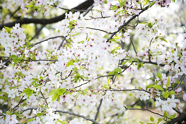 포토 JPG 해외이미지 주간 나무 사람없음 야외 봄 벚꽃 나뭇가지 해외포토 자연요소 식물 계절 꽃 파일형식 이미지허브
